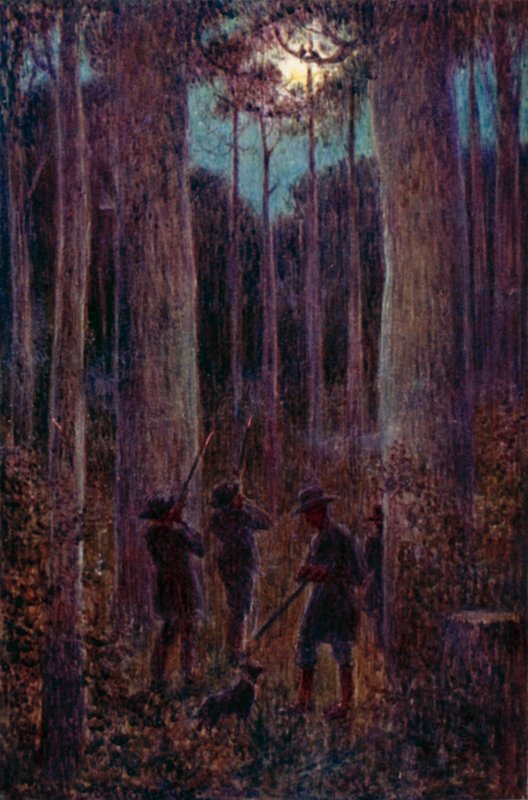 La foresta australiana di notte, opossum al chiaro di luna da Percy F.S. (after) Spence