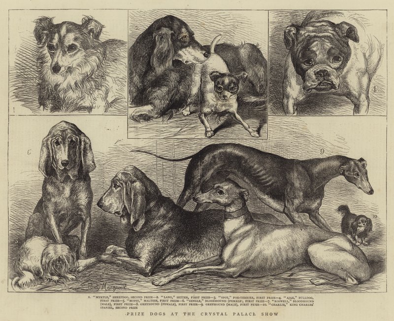 Cani premiati alla mostra del Crystal Palace da Percy Macquoid