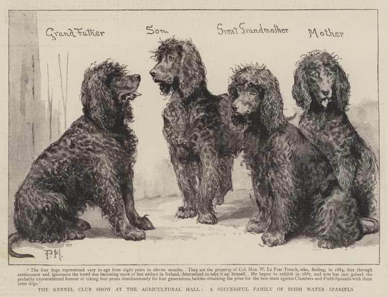 La mostra del Kennel Club all