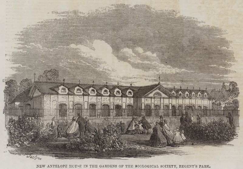 Nuova casa degli antilopi nei giardini della Zoological Society, Regent