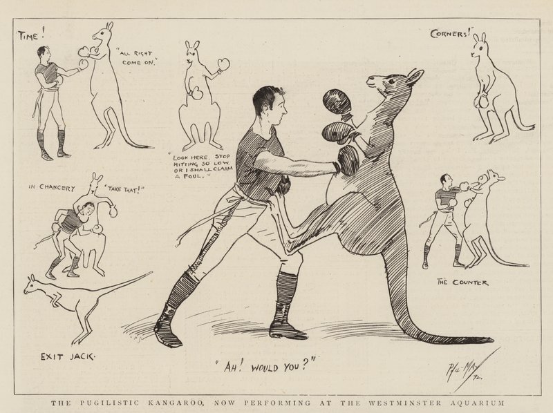 Il canguro pugilistico, ora in scena all