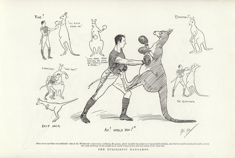 Il canguro pugilistico da Phil May