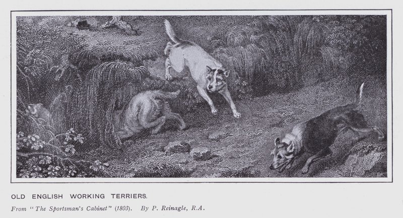 Vecchi Terrier da Lavoro Inglesi da Philip (after) Reinagle