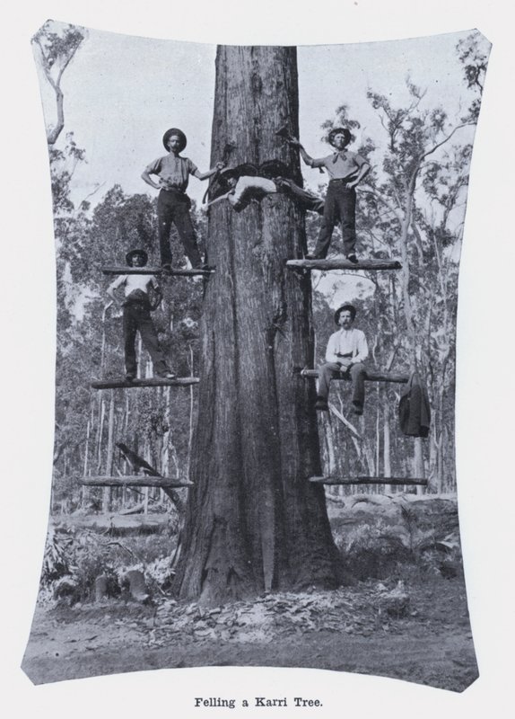 Abbattimento di un albero di Karri da Photographer Australian