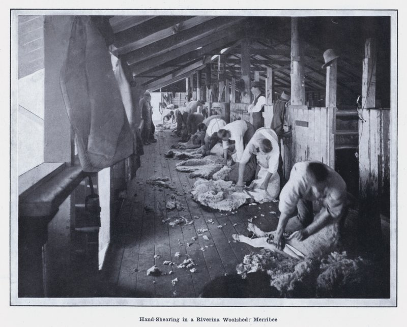 Tosatura a mano in un capannone di lana a Riverina, Merribee da Photographer Australian