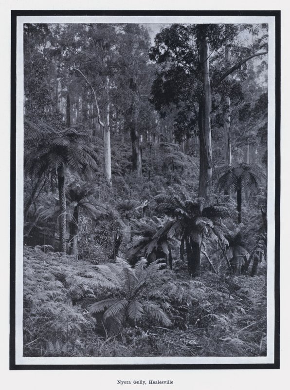 Nyora Gully, Healesville da Photographer Australian