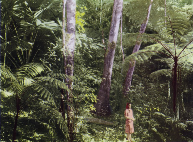 Queensland, Australia: giungla tropicale (foto) da Photographer Australian