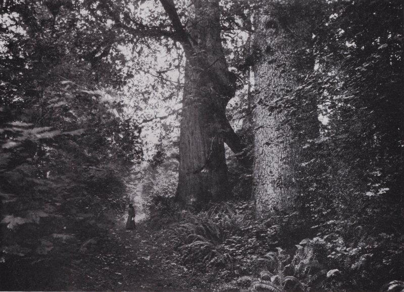 Giganti della foresta, Stanley Park, Vancouver (foto in b/n) da Photographer Canadian
