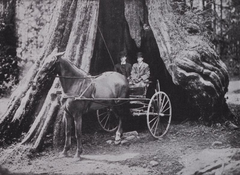 Il grande albero, Stanley Park, Vancouver da Photographer Canadian