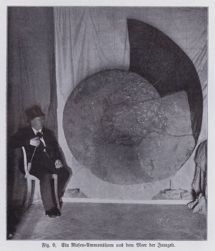 Fossile di un gigantesco ammonite, creatura marina del periodo Giurassico da Photographer German