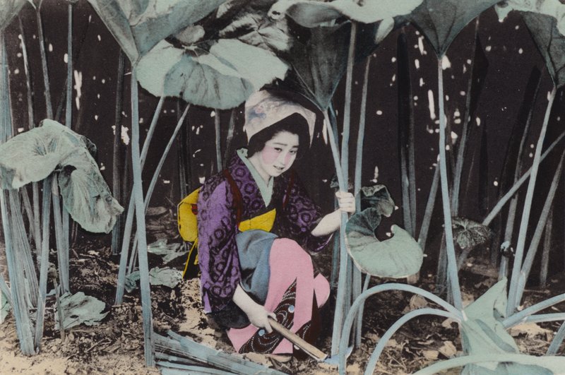 Giappone, c.1912: Enorme Rabarbaro di palude, pianta selvatica, Akita da Photographer Japanese