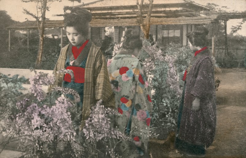 Donne giapponesi con piante di glicine da Photographer Japanese