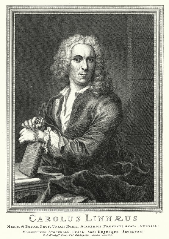 Carl Linnaeus, botanico e zoologo svedese (incisione) da Pierre Tanje