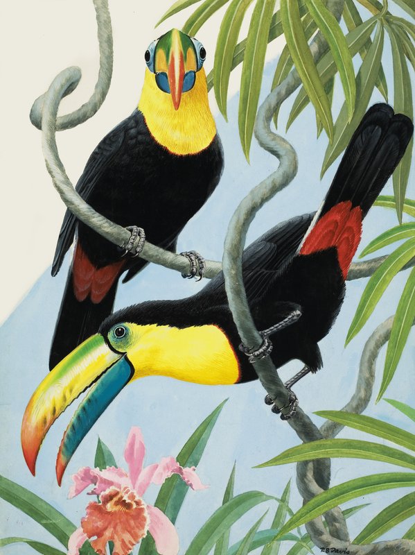 Uccelli dal becco grosso da R.B. Davis
