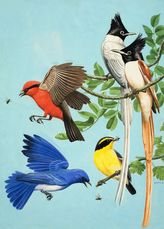 Uccelli dai colori vivaci da R.B. Davis