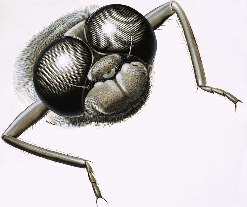 Primo piano di una libellula da R.B. Davis
