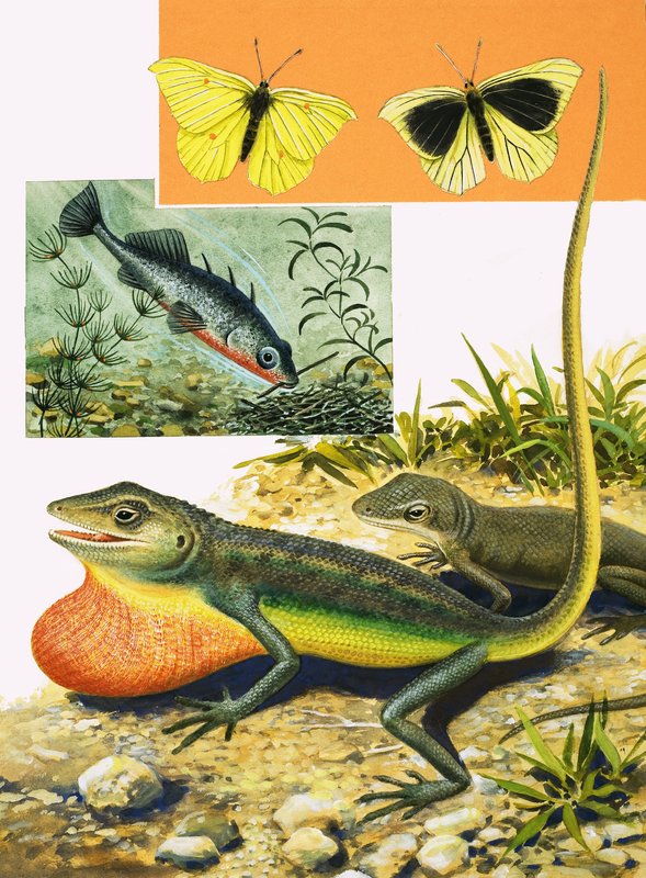 Il codice dei colori da R.B. Davis
