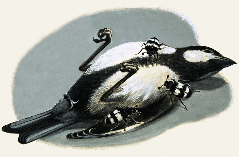 Uccello morto mangiato dagli scarafaggi da R.B. Davis