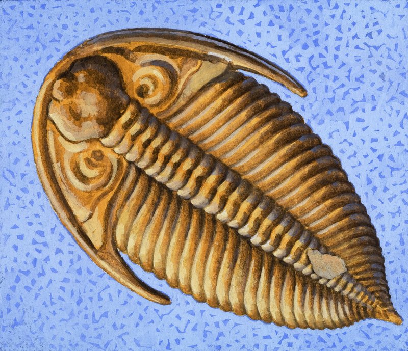 Fossile da R.B. Davis