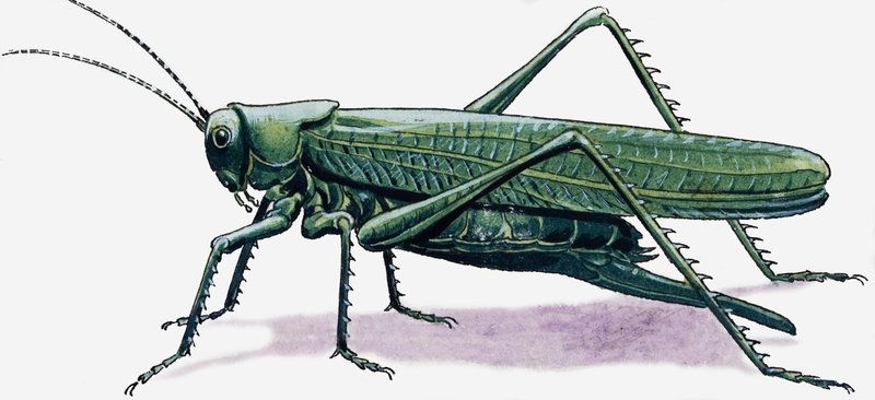 Cavalletta da R.B. Davis