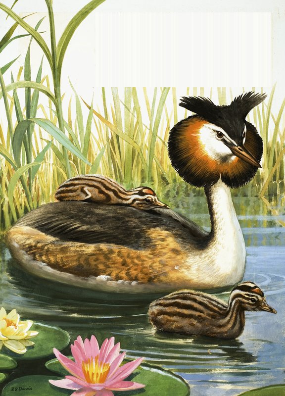 Svasso maggiore da R.B. Davis