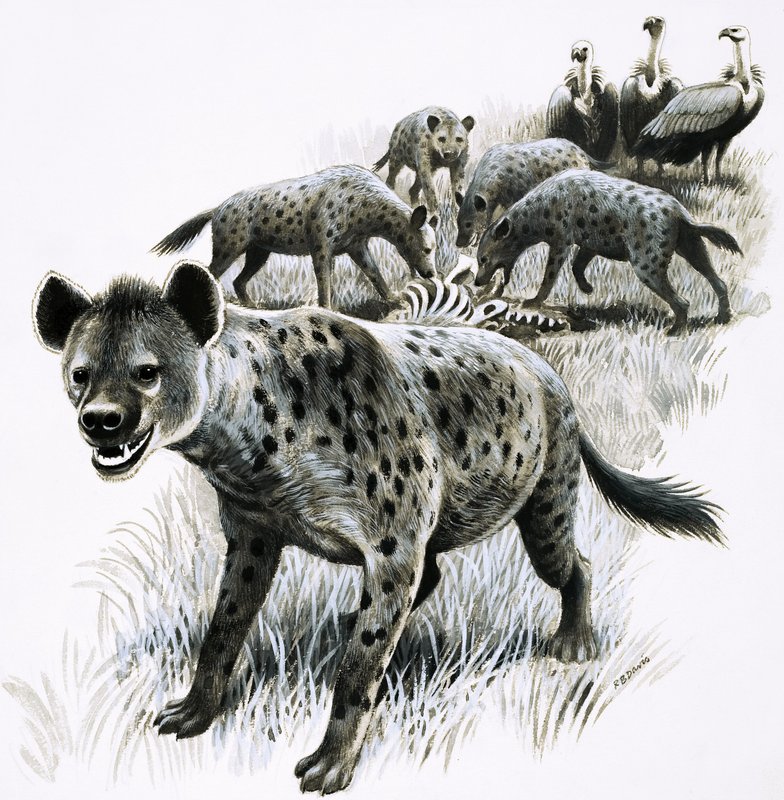 Iene che si nutrono di una carcassa di zebra con gli avvoltoi che osservano da R.B. Davis