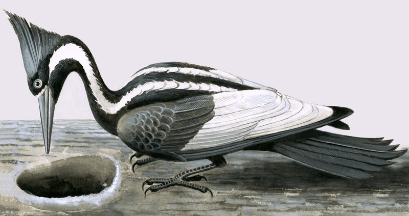 Picchio dal becco d