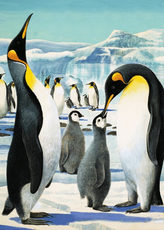 Re Pinguino da R.B. Davis