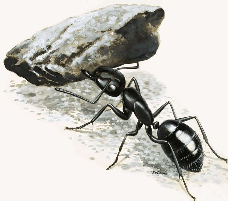 Piccoli mostri: La formica potente da R.B. Davis