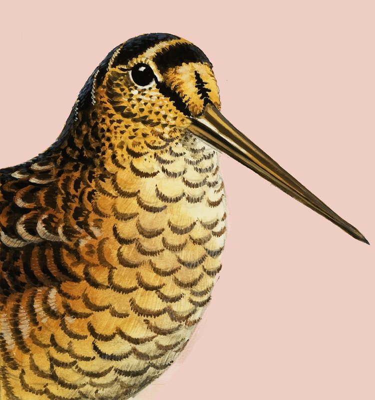 Guardare la natura: La beccaccia da R.B. Davis