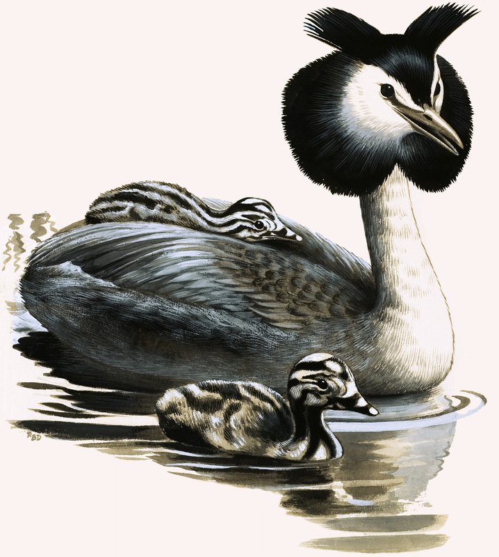 Lo svasso maggiore da R.B. Davis