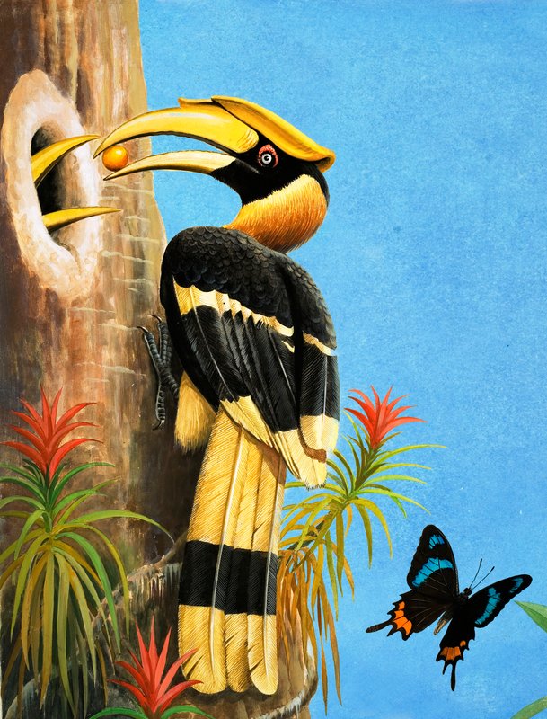 Il bucero da R.B. Davis