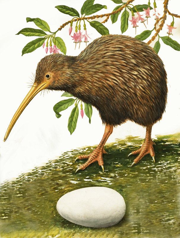 Il Kiwi da R.B. Davis