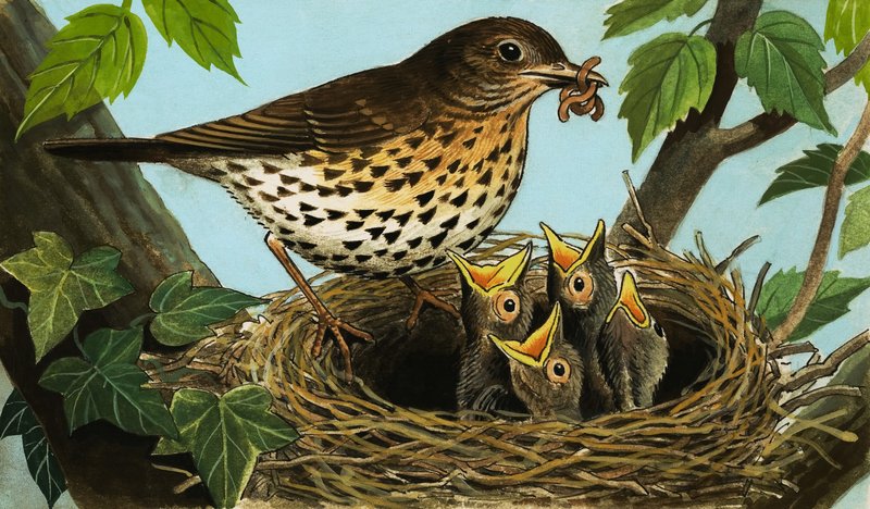 Il tordo bottaccio da R.B. Davis