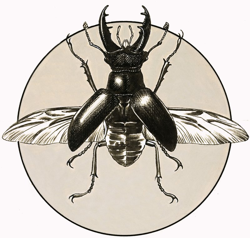 Lo scarabeo cervo da R.B. Davis
