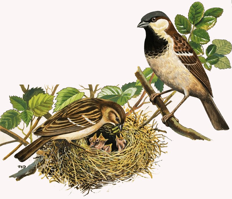 Uccelli non identificati che nutrono i pulcini da R.B. Davis