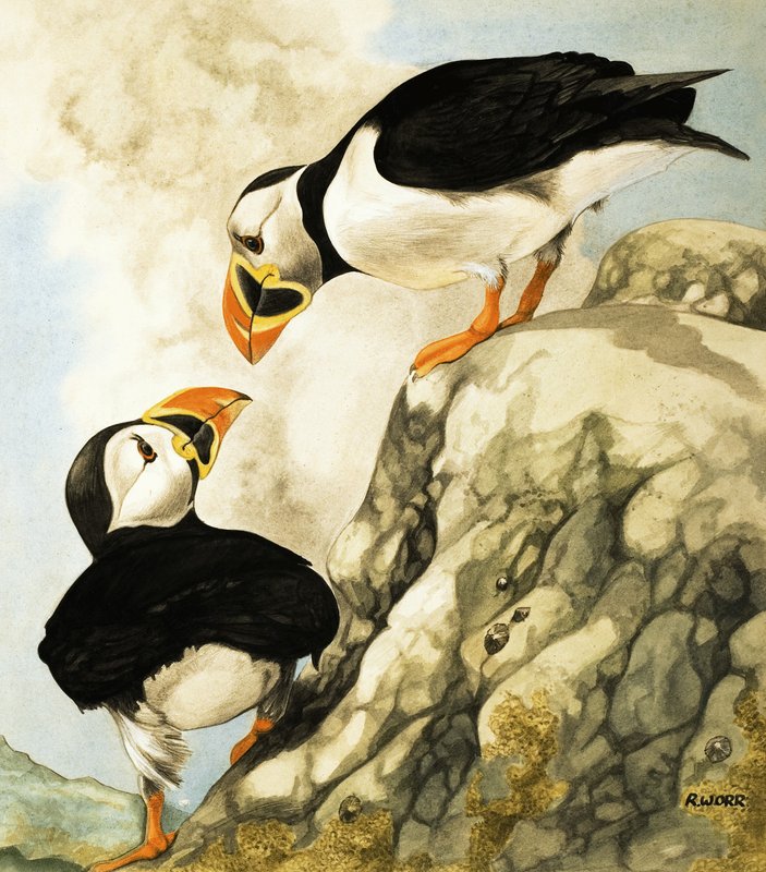 Puffin da R. Worr