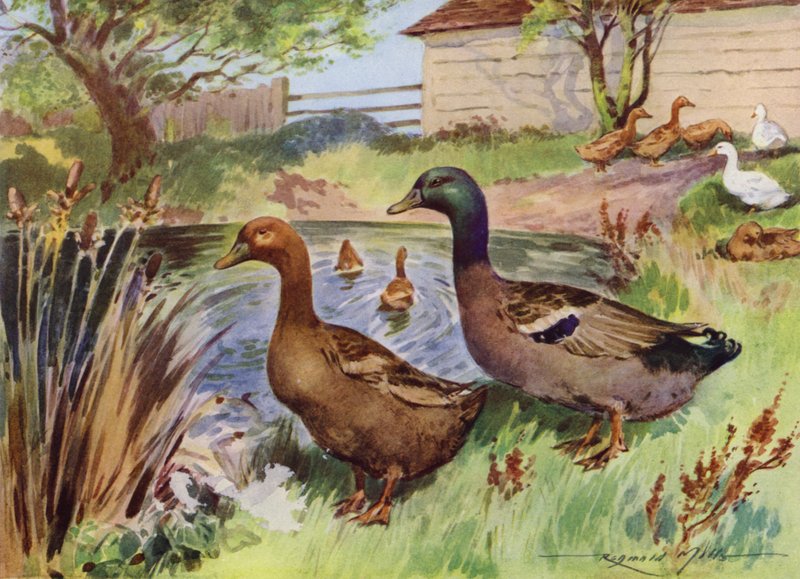 Illustrazione per La Mia Fattoria da Reginald Mills