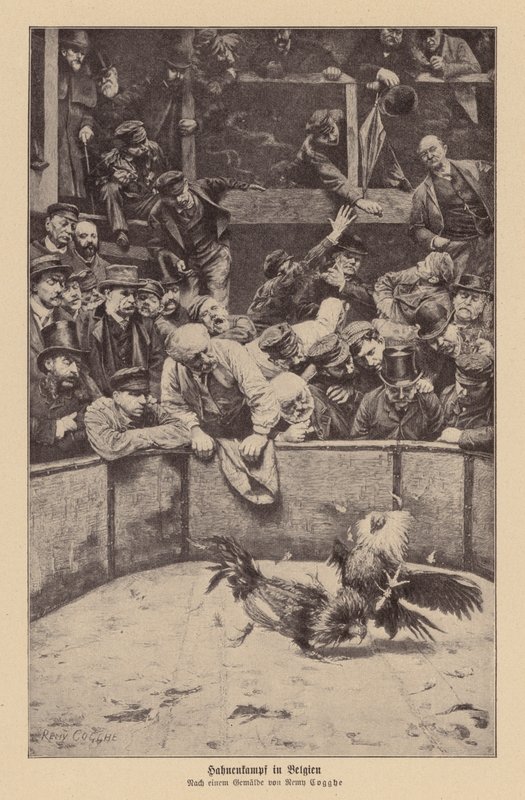 Combattimento di galli nelle Fiandre da Remy Cogghe