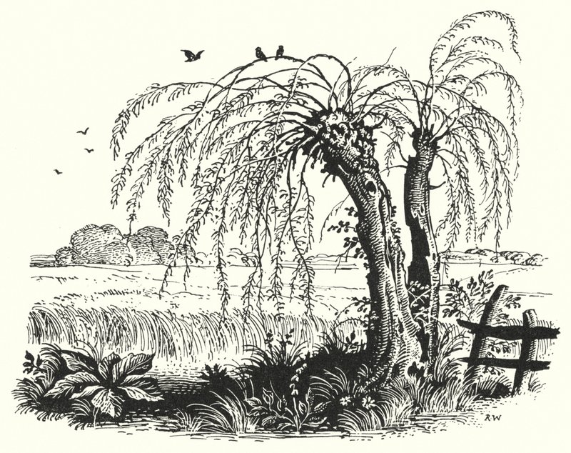 Hans Christian Andersen: Il Grano Saraceno da Rex (after) Whistler