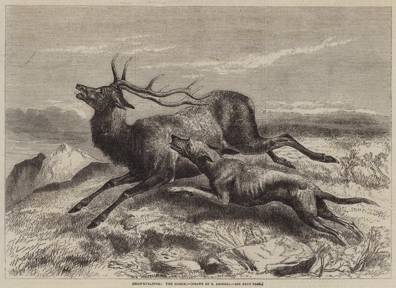 Caccia al Cervo da Richard Ansdell