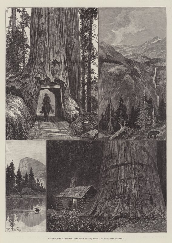 Schizzi californiani, alberi mammut, rocce e paesaggi montani da Richard Caton Woodville junior