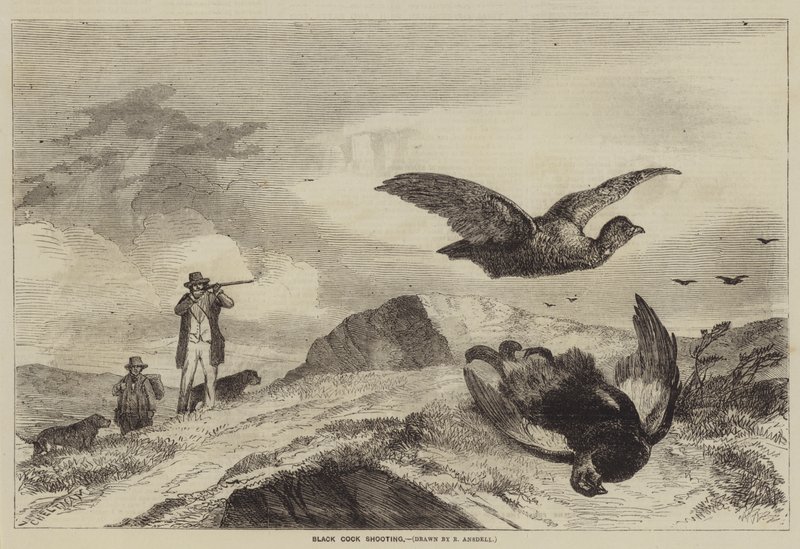 Caccia al gallo nero da Richard Ansdell