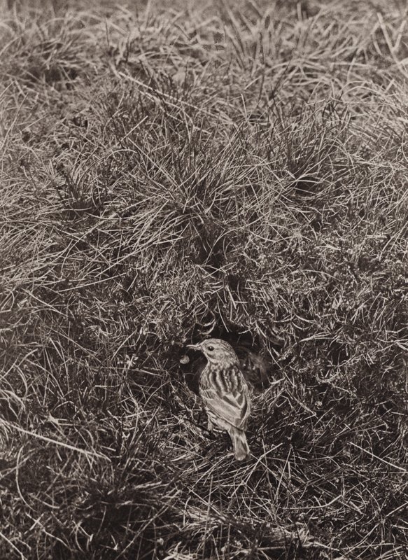 Pipit dei prati da Richard and Cherry Kearton