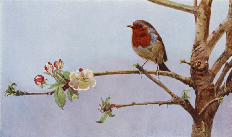 Il pettirosso da Richard and Cherry Kearton