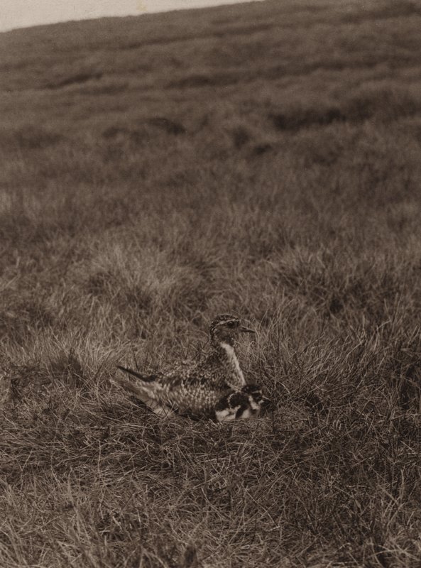 Piviere dorato che copre i pulcini da Richard and Cherry Kearton