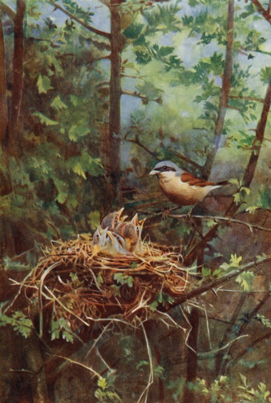 Averla piccola maschio da Richard and Cherry Kearton