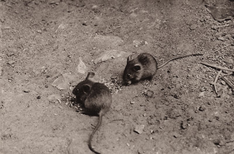 Topi a cena da Richard and Cherry Kearton