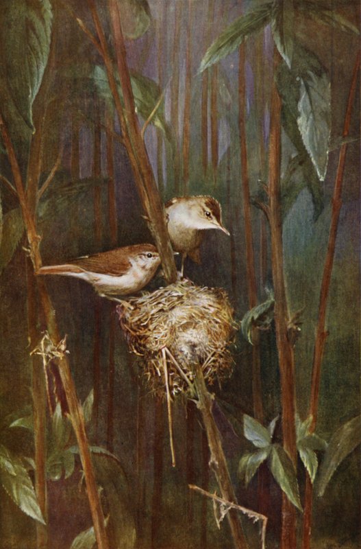 Cannaiola da Richard and Cherry Kearton