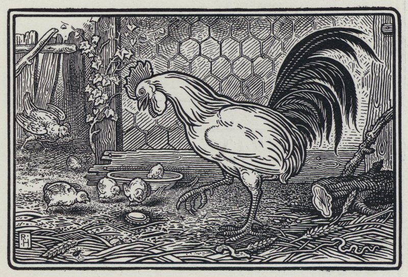 Il Gallo e La Perla da Richard Heighway
